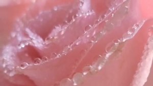 🌸Мои любимые 🌸розы в мой День Рождения🌸 Песня Елизаветы Лаптевой «Солнца свет» в авторск