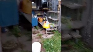 срезания диких огурцов