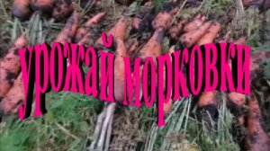 Урожай морковки