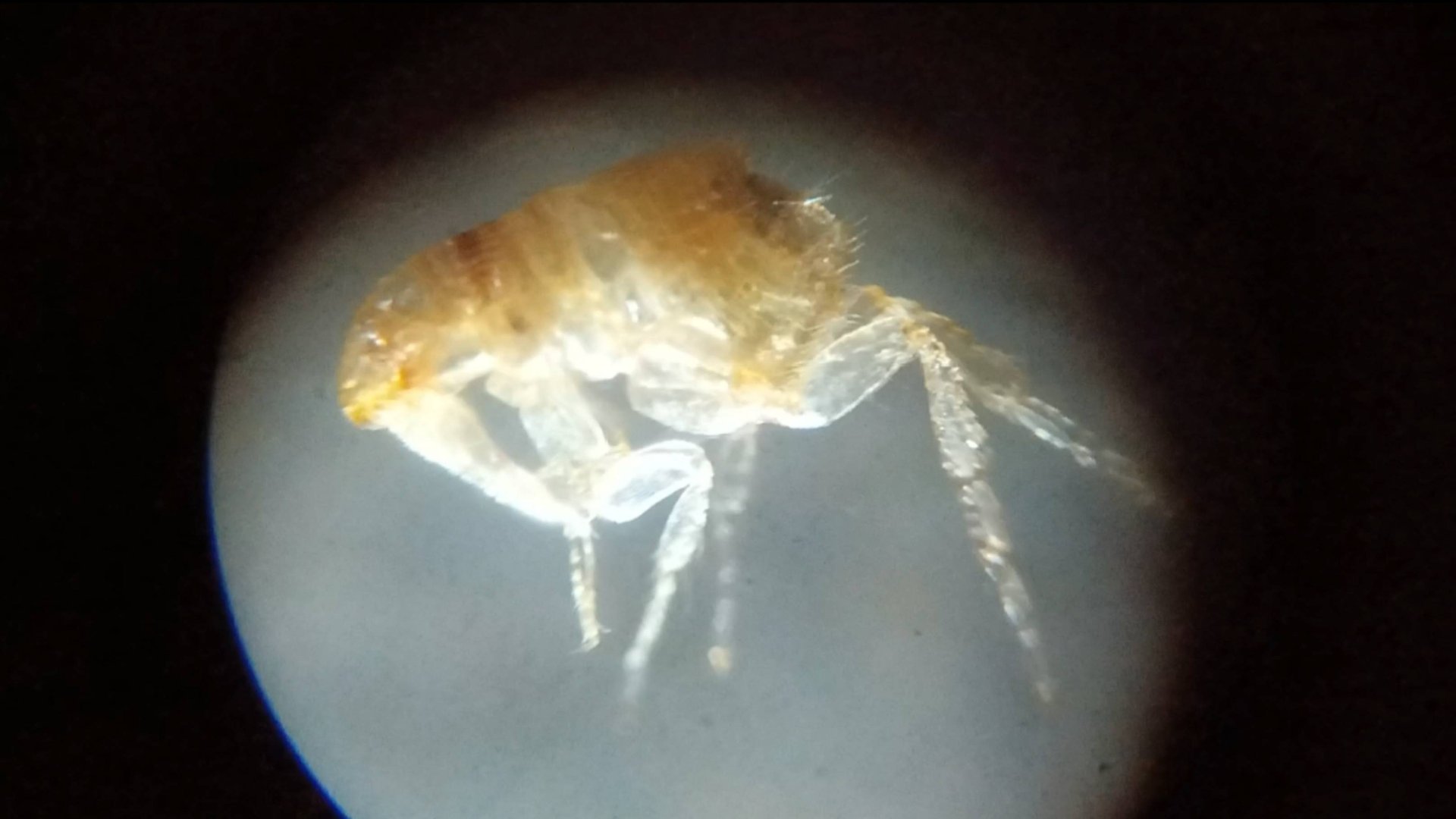 Тула. Обнаружила подкованную блоху. Как оружейники огороды сажали. Прогулка по городу. Ул.Металлис смотреть онлайн