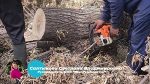 ГК МКС / УКЖХ Октябрьского района/ Обрезка деревьев, сентябрь 2025 по ул. Федосеева, 10