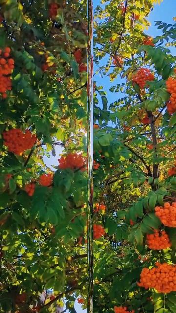 Рябиновые костры осени смотреть онлайн