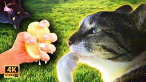 Коты Хулиганят! 😱 Смешные животные! Нелепые ситуации с животными! Угарные Коты и Собаки 2025