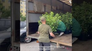 🌳 Зеленый совет