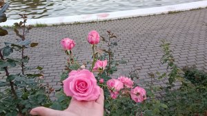 Розарий Ботанического сада РАН 31.08.25