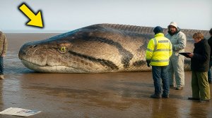 Тайна Лохнесского чудовища раскрыта учёные нашли ЭТО и онемели