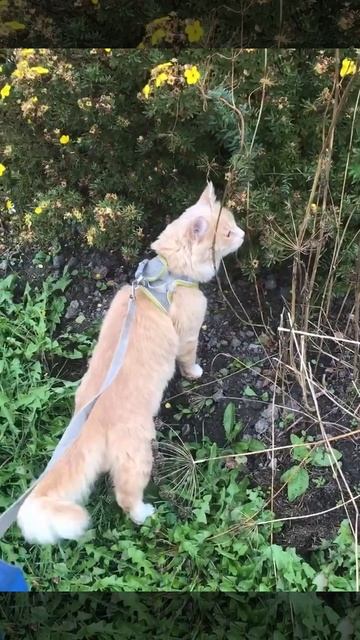 Ленобласть. Хвойное. 06.10.2025. Прогулка по селу перед возвращения с дачи в Петербург. Эпизод 17