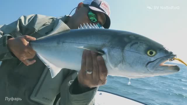 Почему у морских спиннингистов пользуется популярностью Луфарь (Bluefish) — Pomatomus saltatrix ?