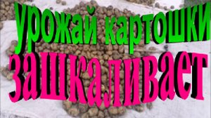 Урожай картошки зашкаливает. С 6 ведер собрали 75 ведер картошки