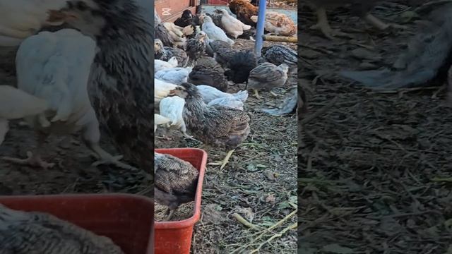 Выводим осенью цыплят