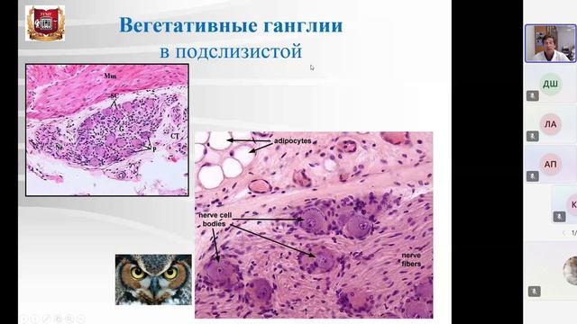 гистология - пищеварительная трубка, жкт