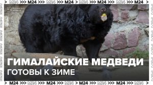 Гималайские медведи в Московском зоопарке набрали к зиме 15 кг - Москва 24