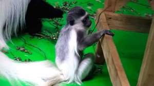 Веселые игры в семействе колобусов от подрастающего поколения.