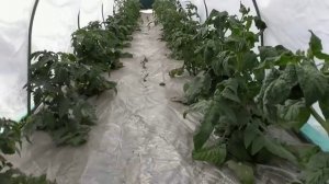 Еще раз о фитофторе... Можно ли ее избежать и как бороться с фитофторой?