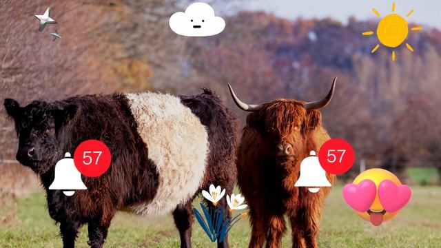 ФУТАЖ  ЖИВОТНЫЕ ПРОСЯТ ПОДПИСКИ