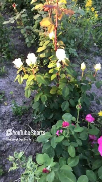 Ленинградская область. Хвойное. 29.06.2024. Дача. Зверобой и розы