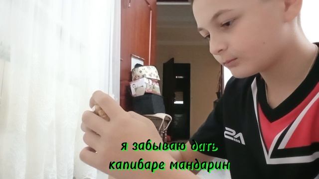 капибара и мандарин