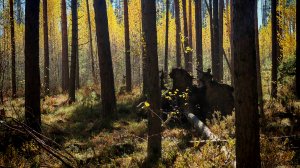 Эко-путешествие по Сосновому болоту (8 октября 2025г.)