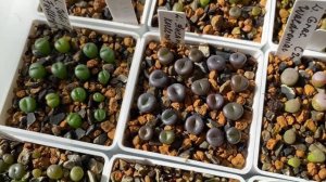 2. Жизнь литопсов из семян: 2,5 - 6 месяцев