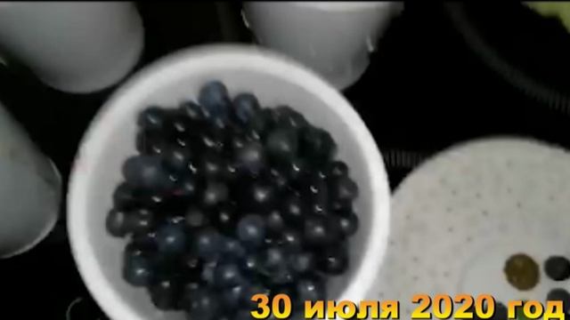 7 соток. Первые заготовки на зиму. Хроника 30 июля 2020 год