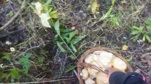 Немного лета