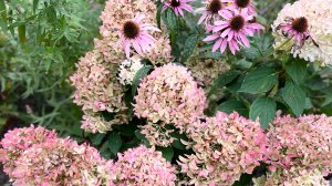 Прогулка по осеннему саду!