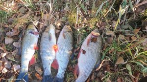 7  Октября 2025 год. Подводная  охота. Поиск крупного язя.