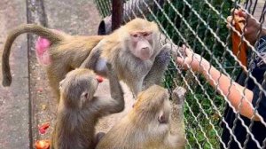 Люська заскучала и стала ПРОСИТЬСЯ ДОМОЙ, она наигралась, даже Тося БОЛЬШЕ НЕ НУЖНА!