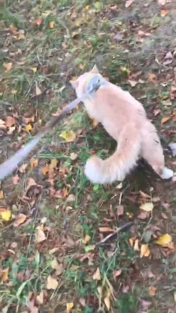 Ленобласть. Хвойное. 06.10.2025. Прогулка по селу перед возвращения с дачи в Петербург. Эпизод 18