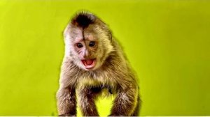 Вот это Финик РАЗОШЕЛСЯ! Вы посмотрите, как он стал НАПАДАТЬ на Анфису!