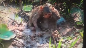 Грязные , голодные обезьянки нашли своего спасителя. Он будет подкармливать их. ПОДПИШИСЬ