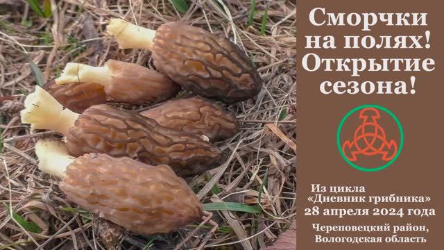 Сморчки на полях! Открытие сезона! Дневник грибника 28 апреля 2024 года. смотреть онлайн