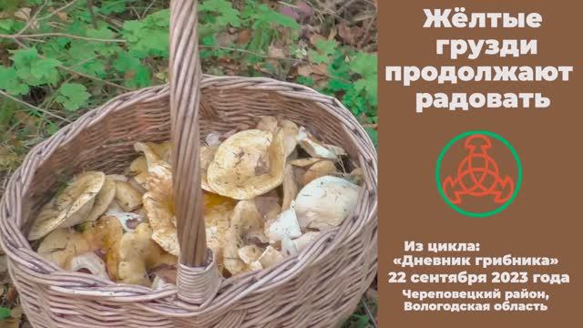 Жёлтые грузди продолжают радовать! Дневник грибника 22 сентября 2023 года. смотреть онлайн
