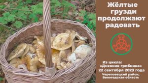 Жёлтые грузди продолжают радовать! Дневник грибника 22 сентября 2023 года.