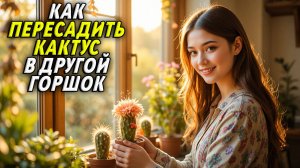 Как пересадить кактус в другой горшок