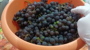 Угостили виноградом. Подумаю, что с него буду делать.