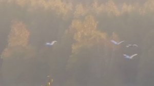 Лебеди со взлётом озеро Ильмень 01