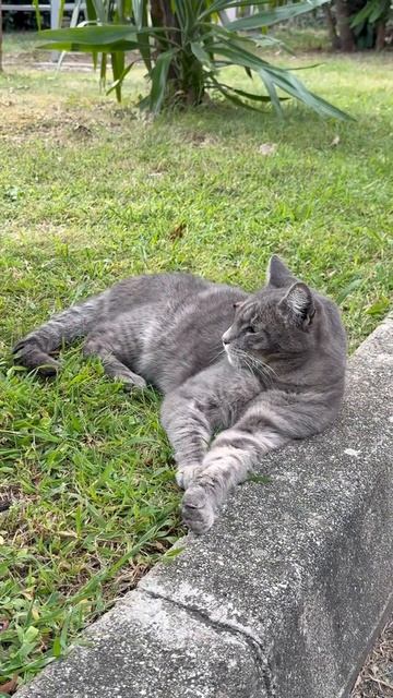 Кошки не похожи на людей