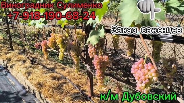к/м Дубовский, Джой, Атика!