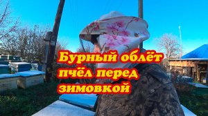 БУРНЫЙ ОБЛЁТ ПАСЕКИ ПЕРЕД ЗИМОВКОЙ, О ПЧЁЛАХ ВОРОВКАХ.