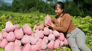 Собираю красную тыкву и продаю ее на сельском рынке. Жизнь во Вьетнаме