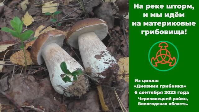 На реке шторм, и мы идём на материковые грибовища! "Дневник грибника" от 6 сентября 2023 года смотреть онлайн