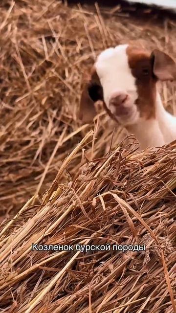 Козлёнок Бурской породы смотреть онлайн