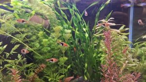 Расбора клинопятнистая. Рыбки аквариумные.