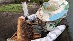 Проверка на наличие расплода.