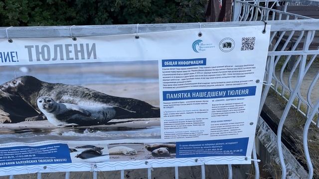 Курорт на Балтийском море - Пионерский
