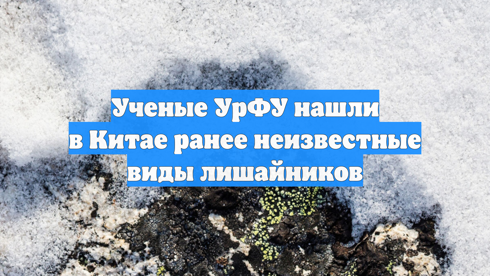 Ученые УрФУ нашли в Китае ранее неизвестные виды лишайников