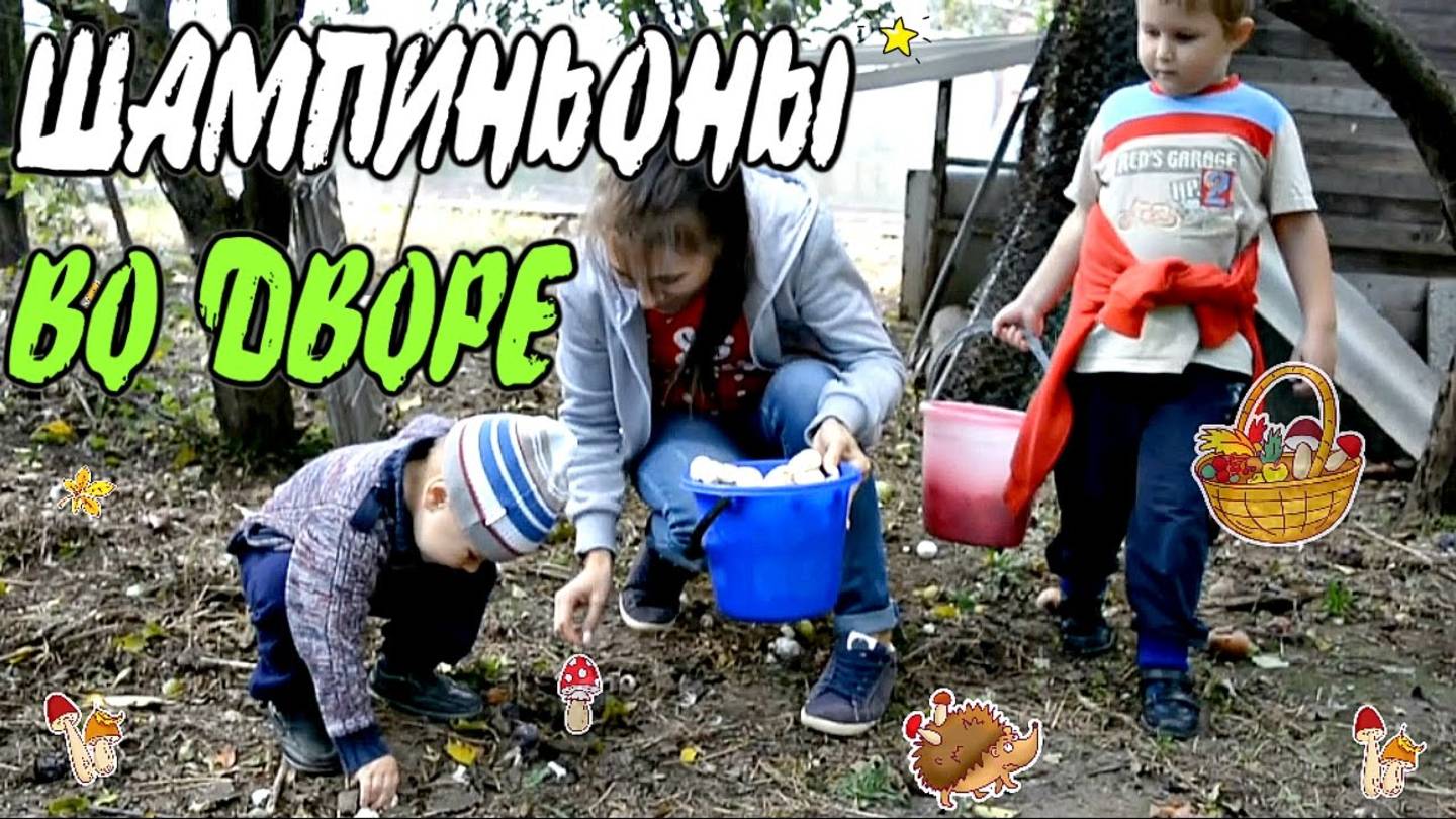🌿 Шампиньоны ДОМА!!! СОБИРАЕМ ГРИБЫ во дворе ОСЕНЬ 2016 смотреть онлайн