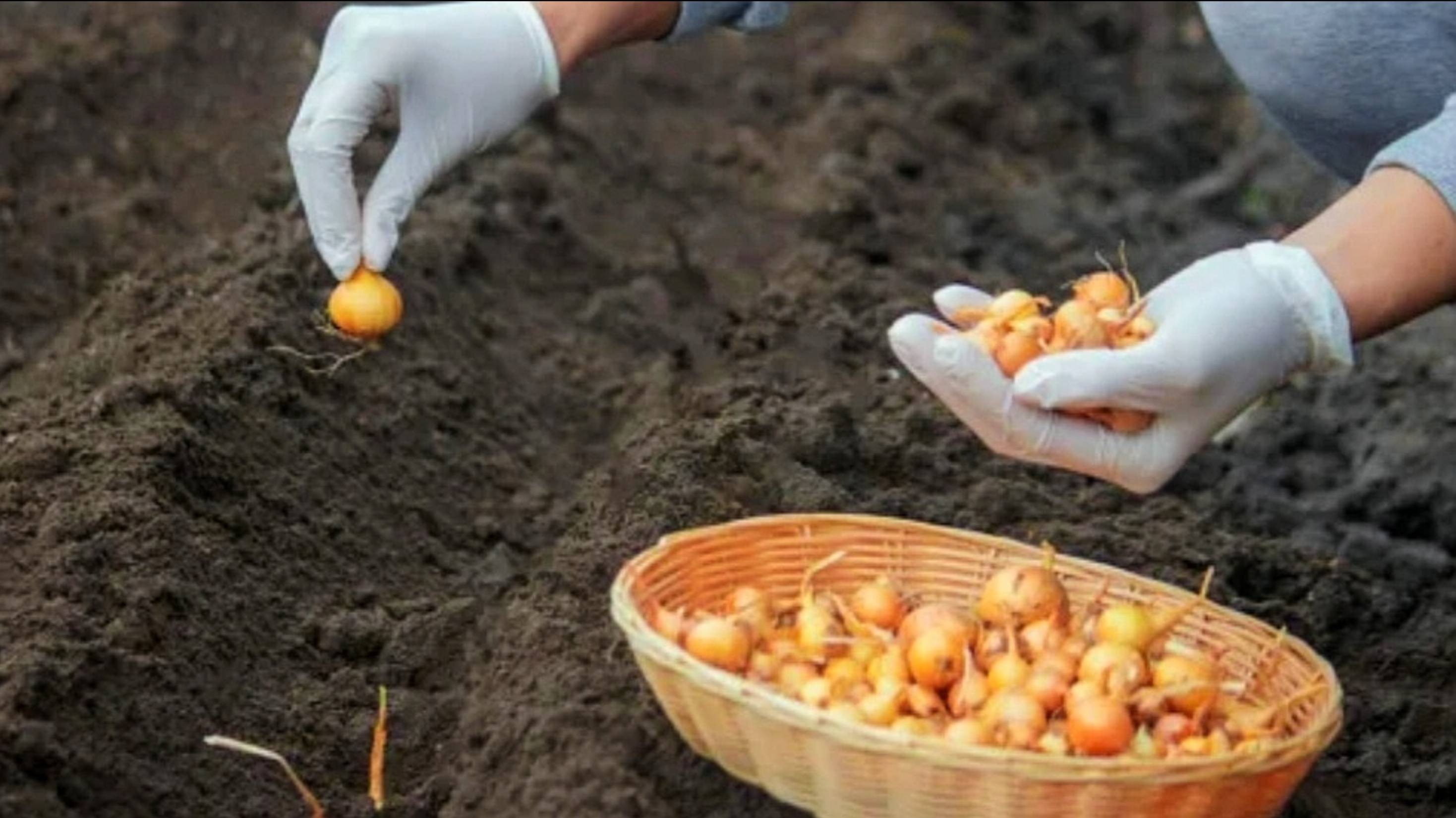 ОЗИМЫЙ ЛУК ПОСАДКА ОСЕНЬЮ