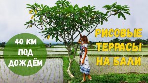 Храм Батукару. Рисовые террасы Джатилувих на Бали. Горячие источники Бали